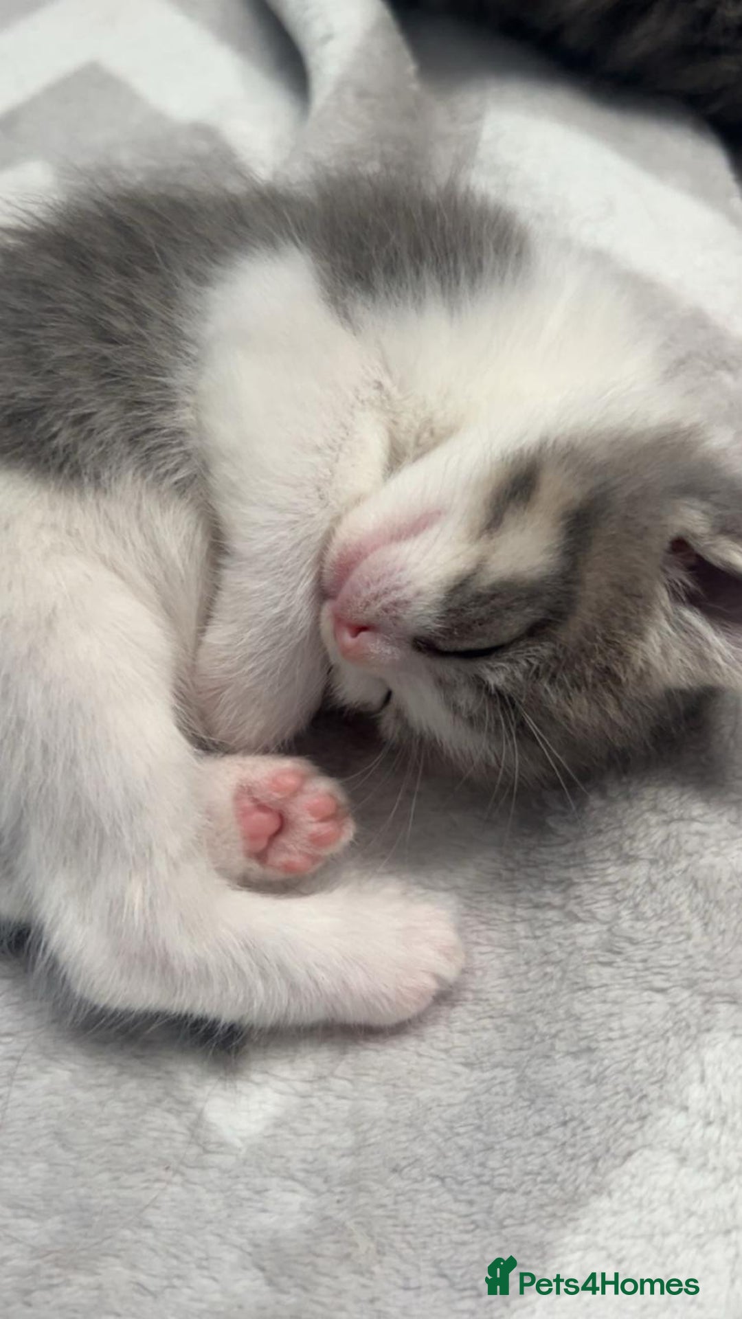 Mixed Breed cats for sale: Kittens - Image 3