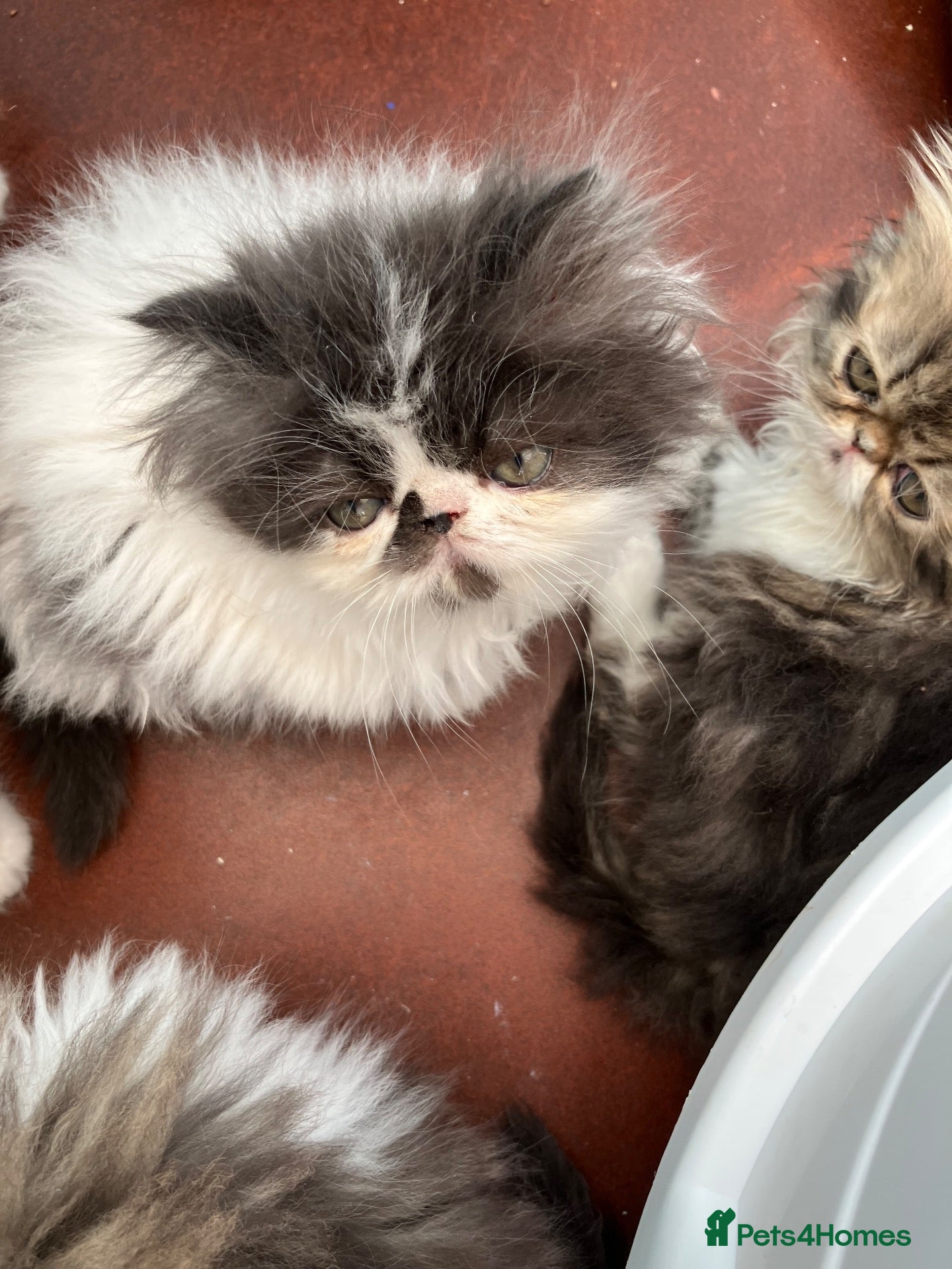 Persian cats Adorable GCCF registered Persian kittens - Advert 1