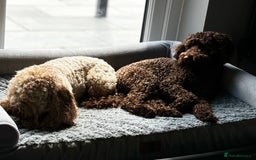 Labradoodle dogs for sale:  Mini toy labradoodle needing a new home  - Image 8