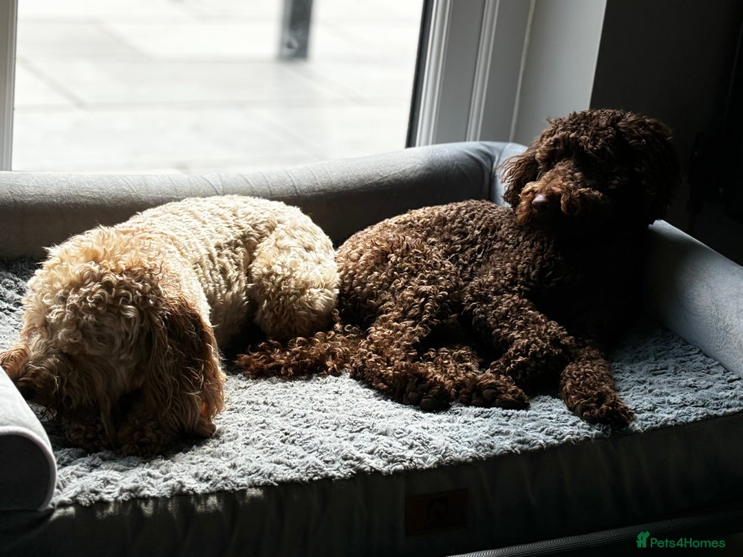 Labradoodle dogs for sale:  Mini toy labradoodle needing a new home  - Image 8