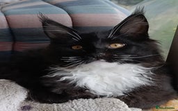 Maine Coon cats for sale: Maine-Coon kittens  - Image 15