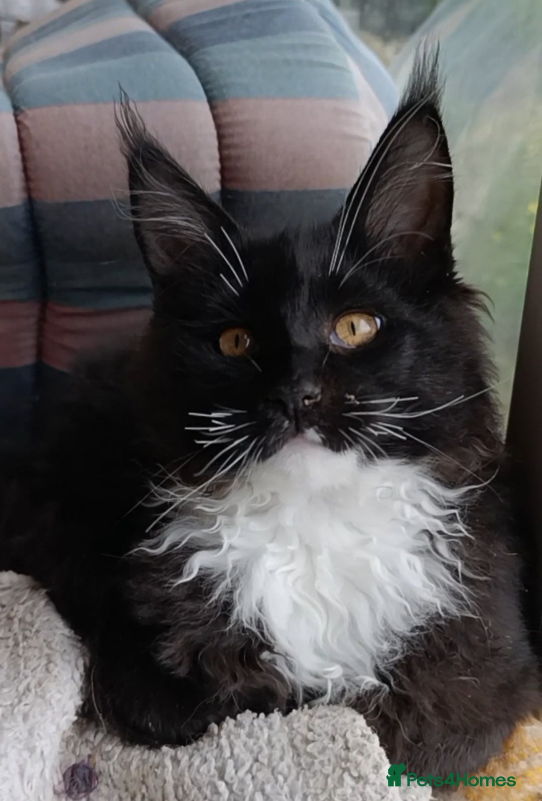 Maine Coon cats for sale: Maine-Coon kittens  - Image 15