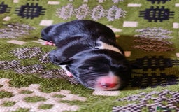 Border Collie dogs for sale: Documented Vet Checked Border Collies for sale - Image 6