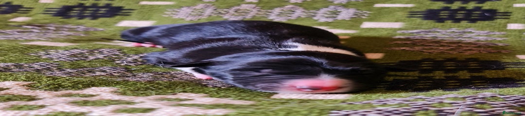 Border Collie Puppy 1