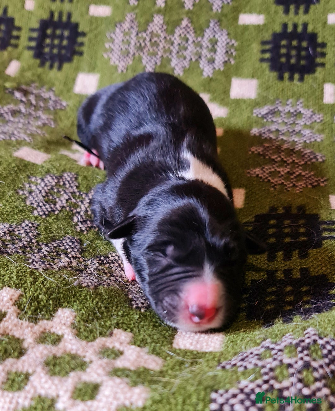 Border Collie dogs for sale: Documented Vet Checked Border Collies for sale - Image 6