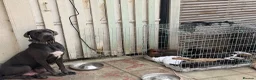 Mixed Breed dogs for sale: Cane Corso x Belgian Malinois - Advert 5