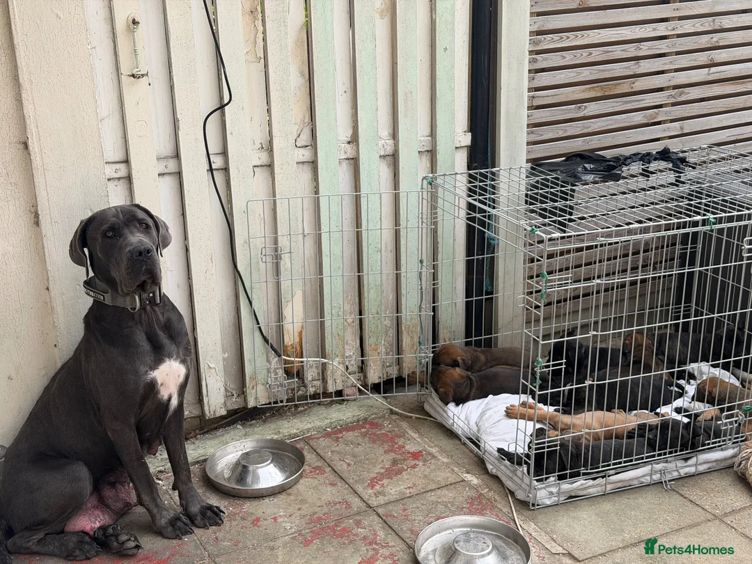 Mixed Breed dogs for sale: Cane Corso x Belgian Malinois - Advert 5