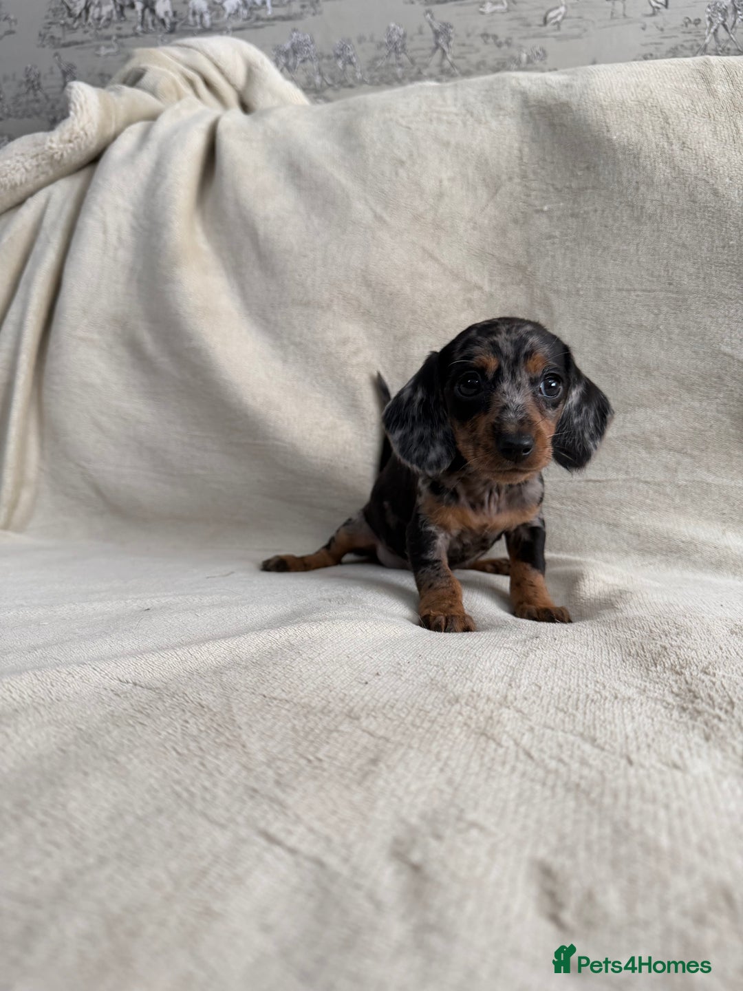 Dachshund dogs for sale: 3 Beautiful Dachshund puppy’s for sale - Advert 2