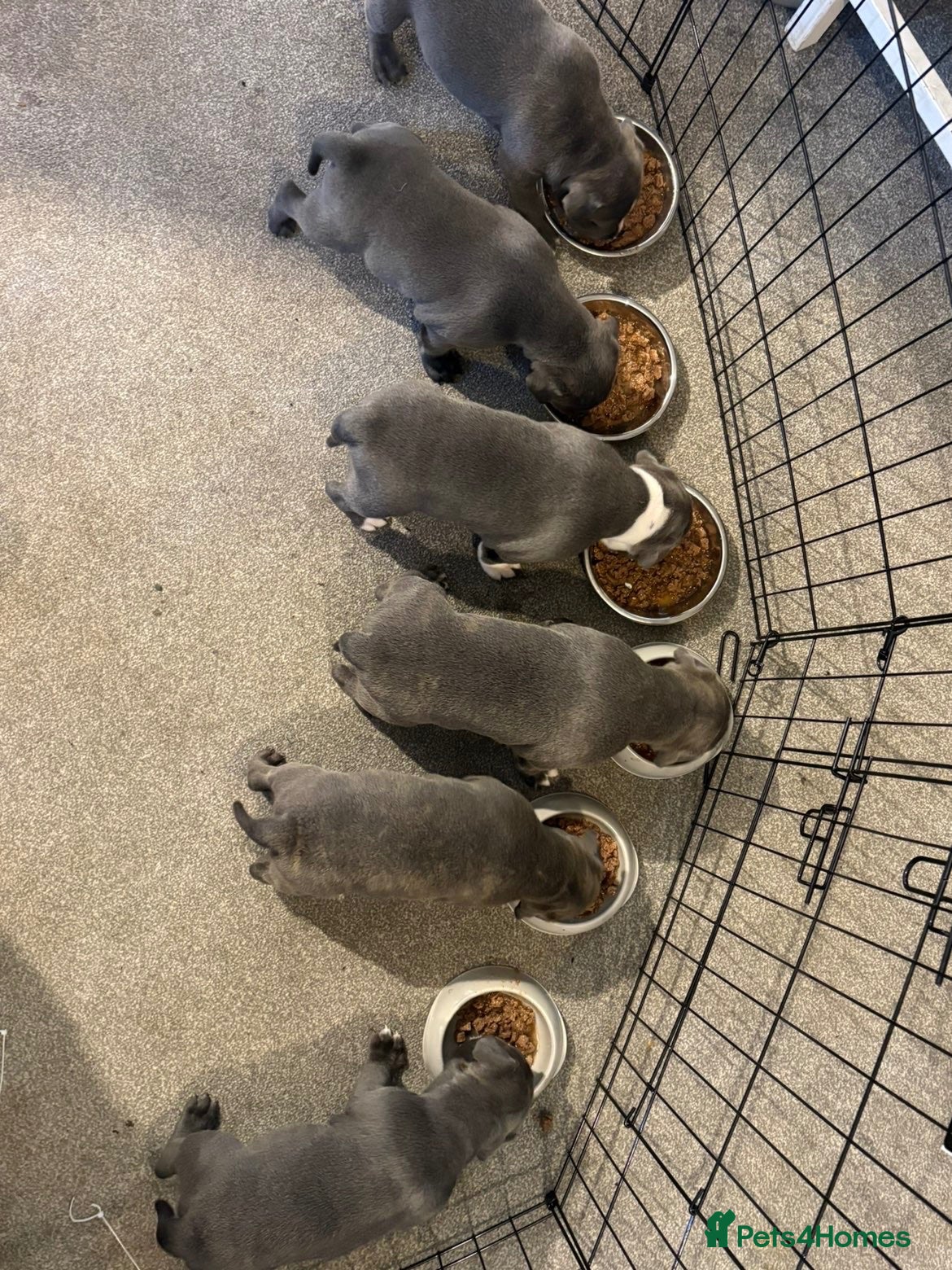 Staffordshire Bull Terrier dogs Beautiful staffy pups  - Advert 8