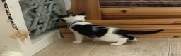 Mixed Breed cats for sale: beautiful shorthair/longhair kittens  - Advert 24