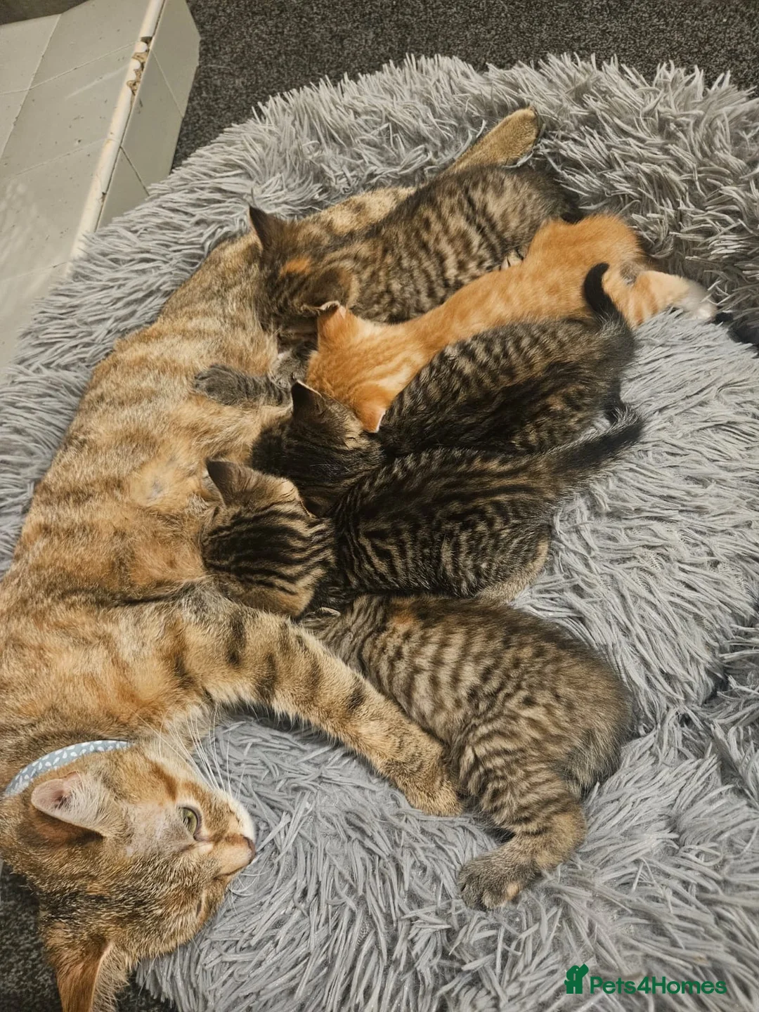 Bengal cats for sale: Bengal kittens  in Bradford - Advert 7