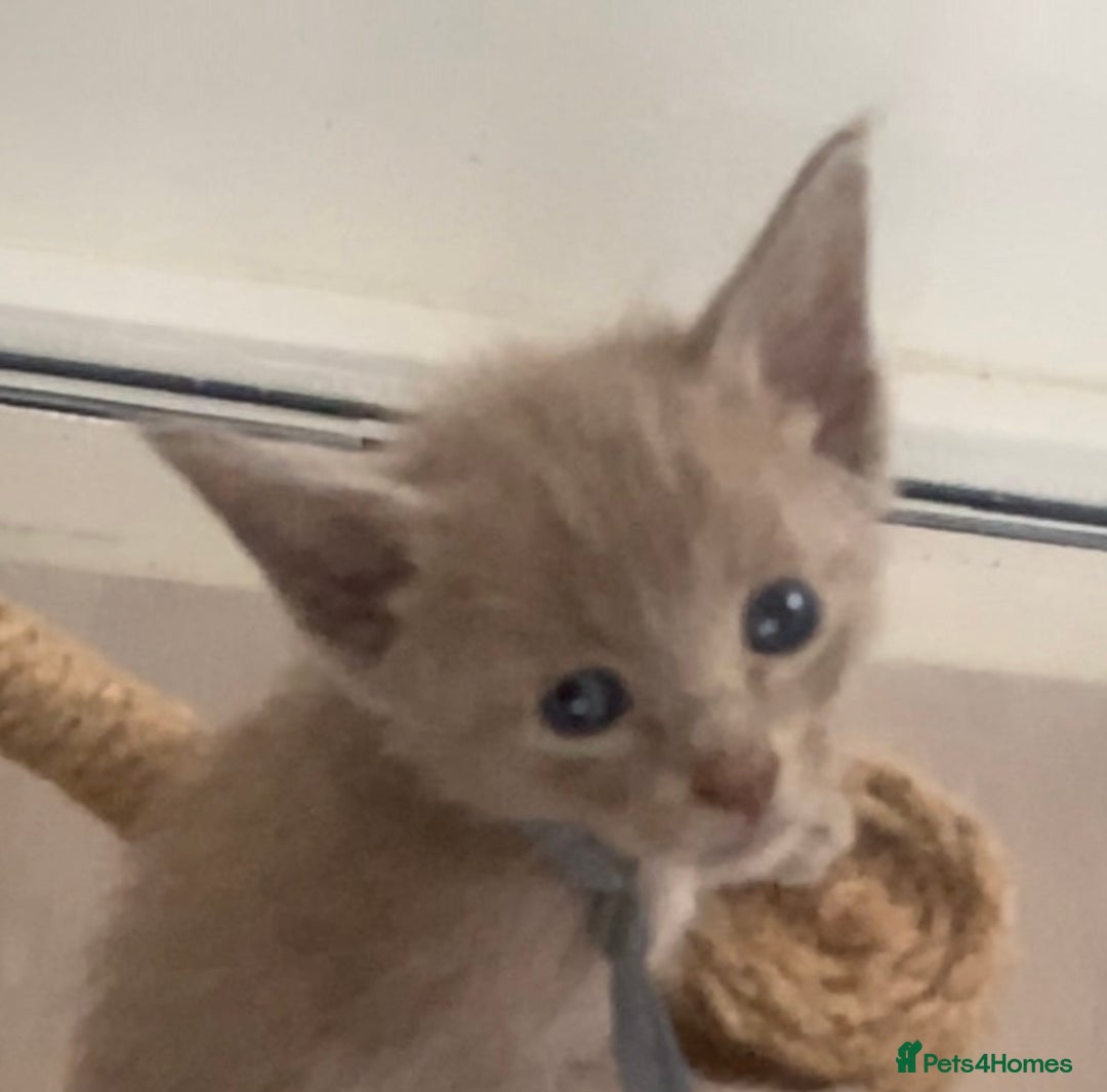 Mixed Breed cats for sale: Oriental X Siamese kittens  - Image 26