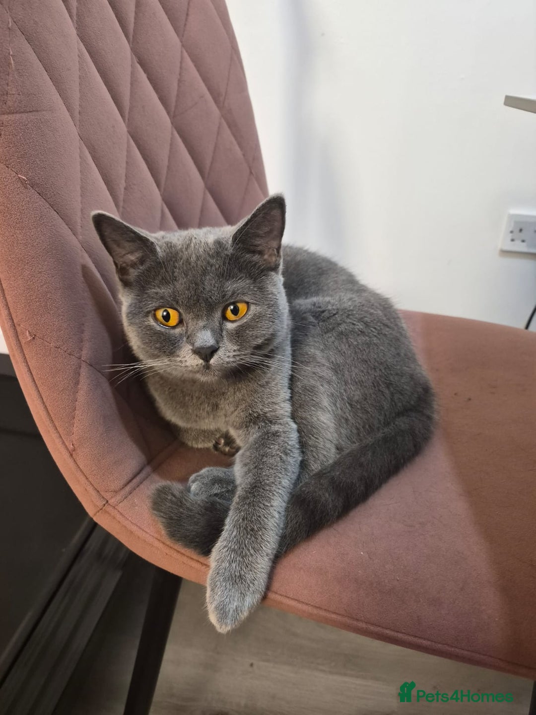 British Shorthair cats for sale: Grey British Shorthair for sale - Advert 3