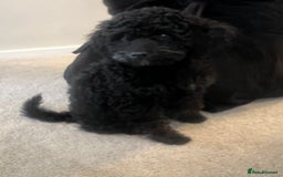 Cockapoo dogs for sale: Bonnie - Image 6
