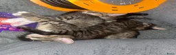 Maine Coon cats for sale: Playful, cuddly kittens  - Advert 4