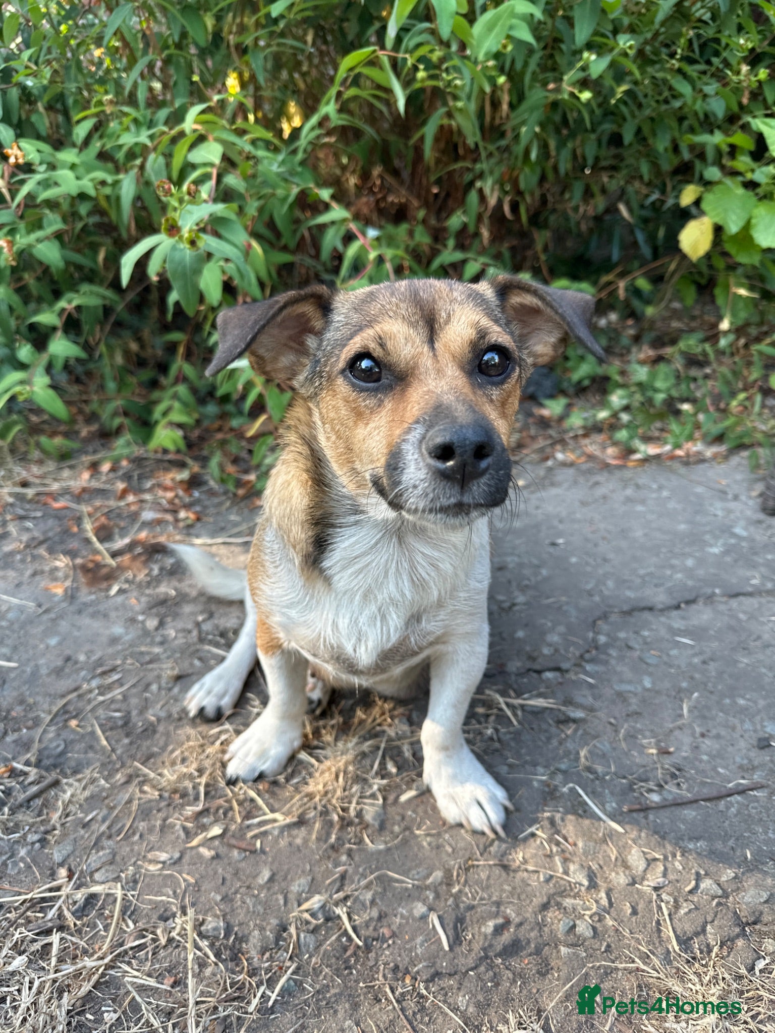 Mixed Breed dogs Beautiful Jack Russell x puppies - Advert 1