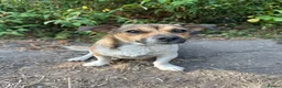 Mixed Breed dogs for sale: Beautiful Jack Russell x puppies - Advert 1