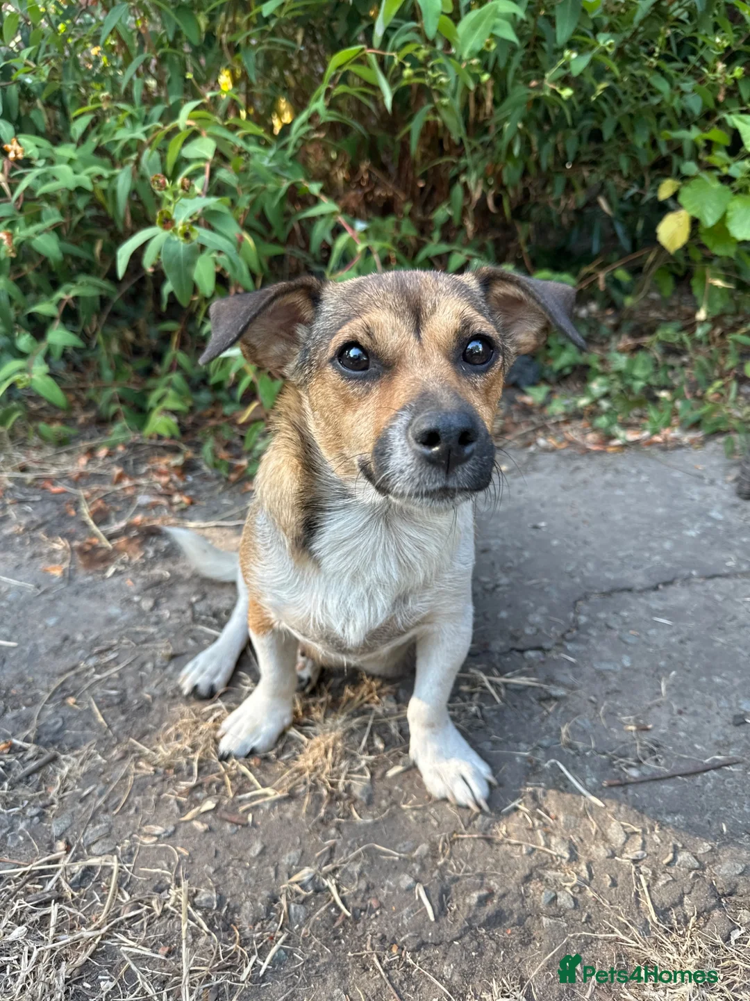 Mixed Breed dogs for sale: Beautiful Jack Russell x puppies - Advert 1
