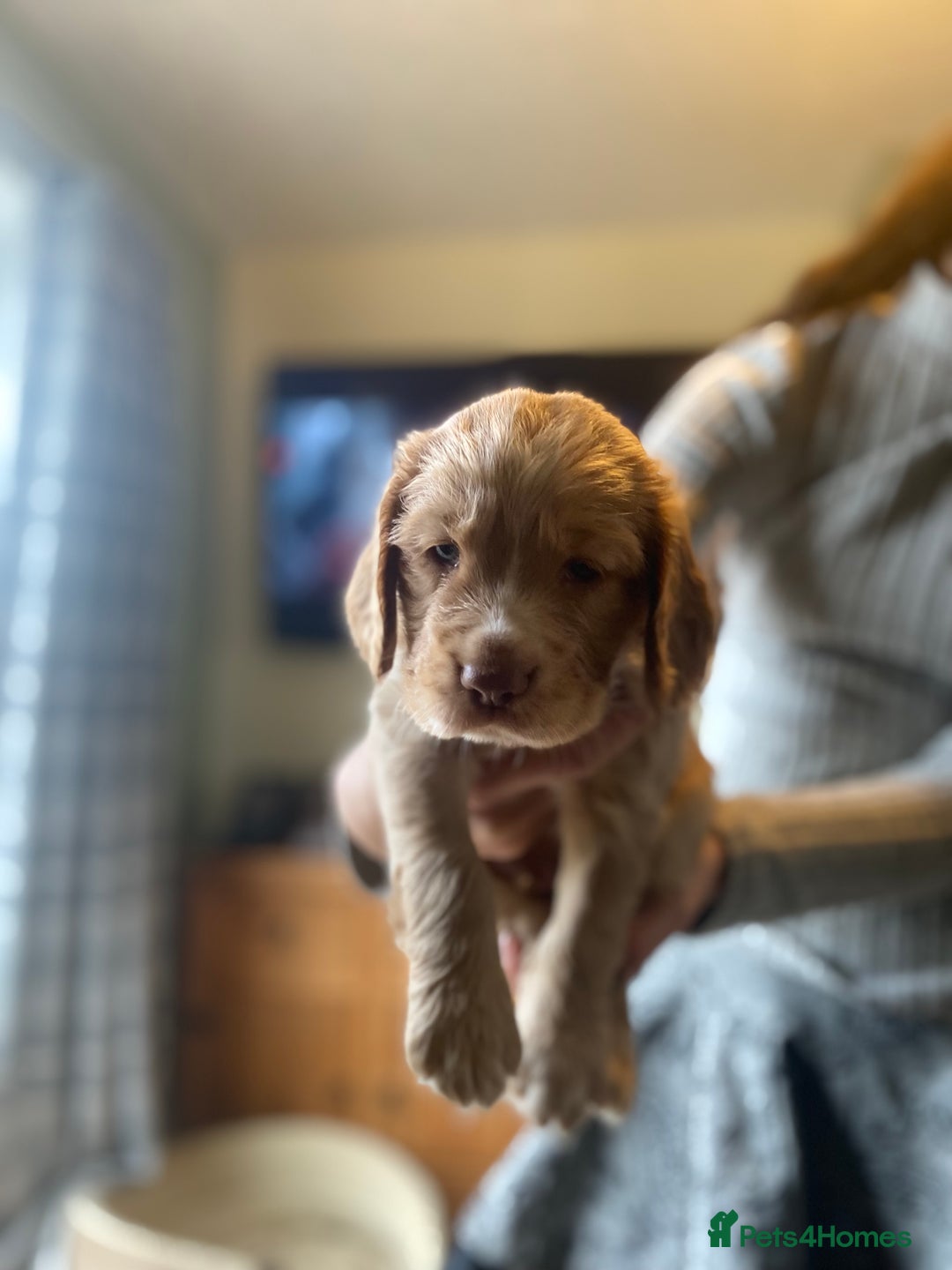 Cocker Spaniel dogs for sale: Working Cocker Spaniels - Advert 11