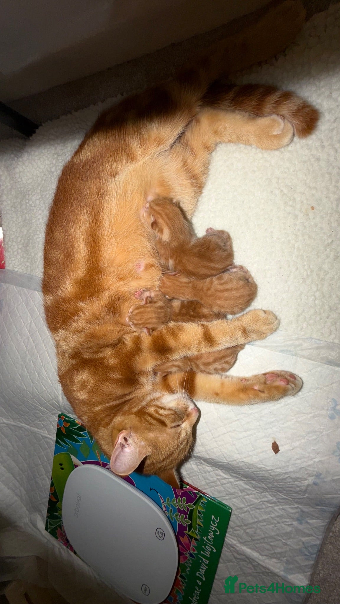 Mixed Breed cats 2 ginger female kittens - Advert 1