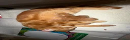 Mixed Breed cats for sale: 2 ginger female kittens - Advert 1