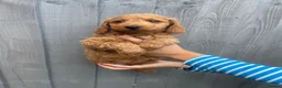 Cockapoo dogs for sale: Toy Cockapoo puppies in Milton Keynes - Advert 9