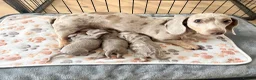 Miniature Dachshund dogs for sale: miniature daschunds puppies  - Advert 3