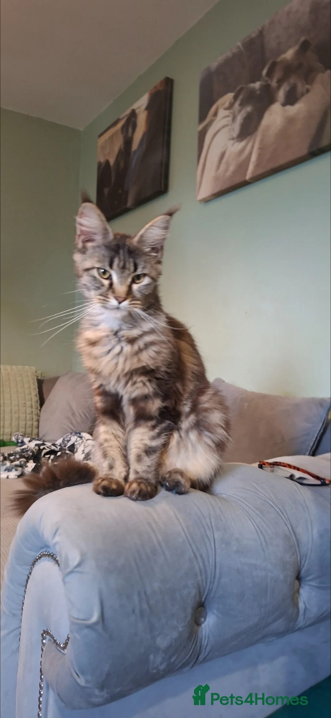 Maine Coon cats for sale: Beautiful female maincoon - Advert 1