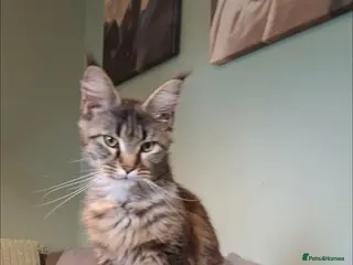 Maine Coon cats Beautiful female maincoon - Advert 1
