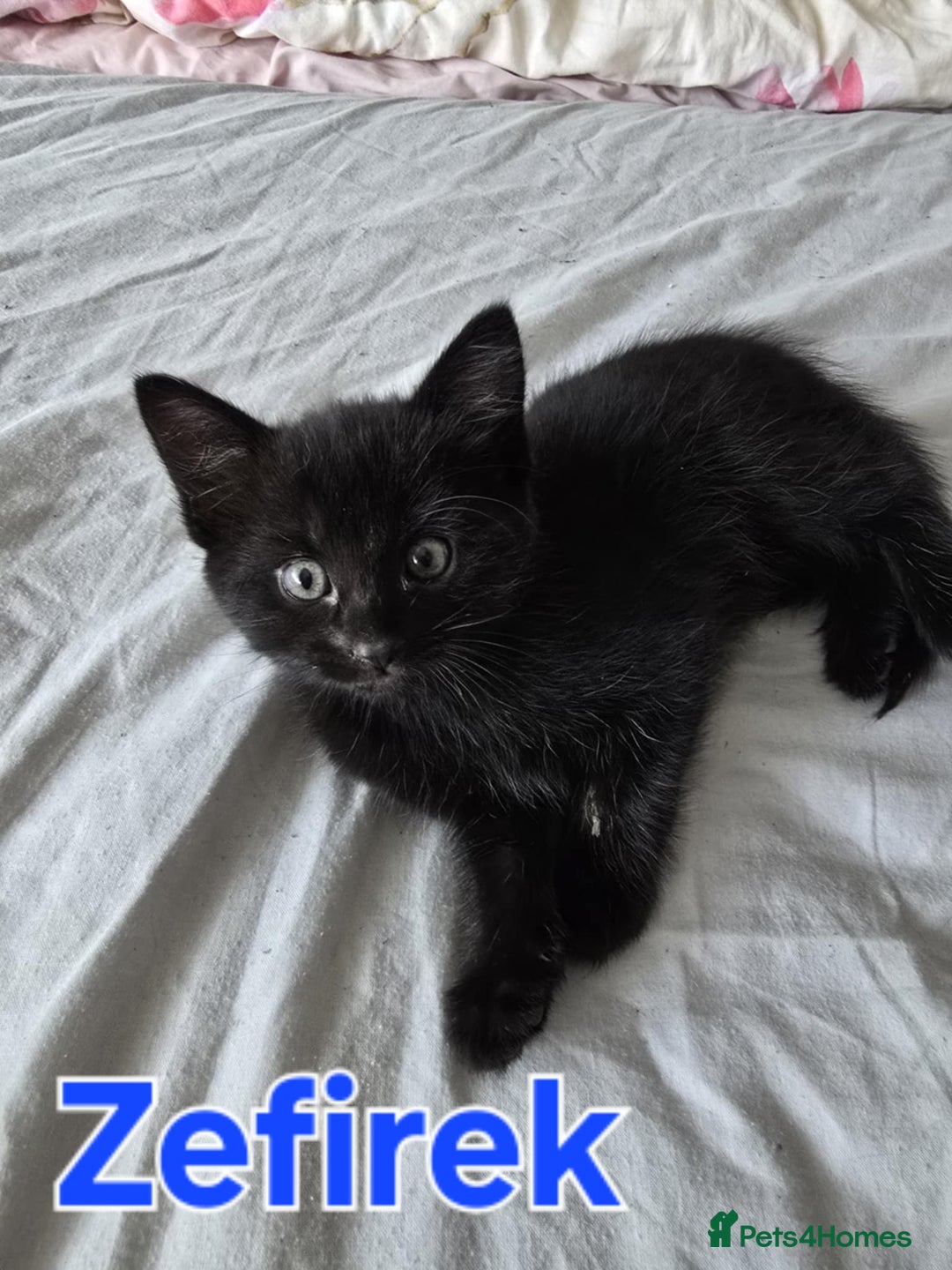 Domestic Shorthair cats for sale: Cute kittens for new home - Image 21