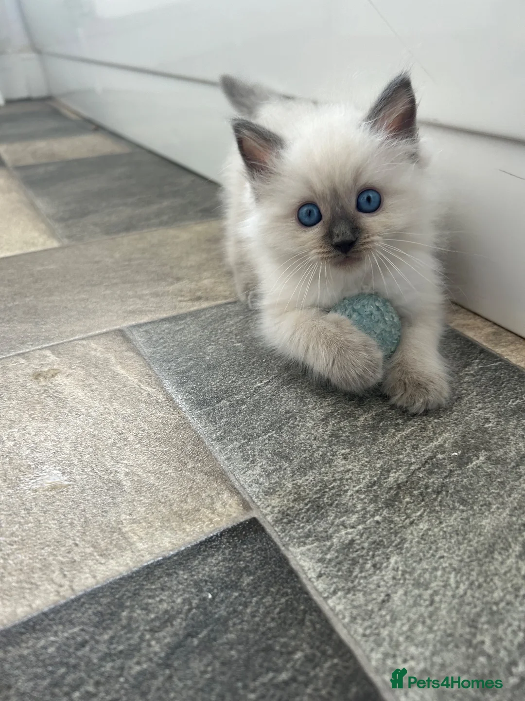 Ragdoll cats for sale: Blue eyed beautiful ragdoll male  - Advert 1