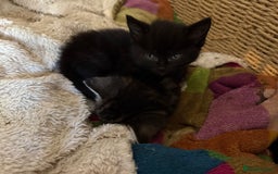 Mixed Breed cats for sale: 1 Ginger male and 1 black female remaining  - Image 9