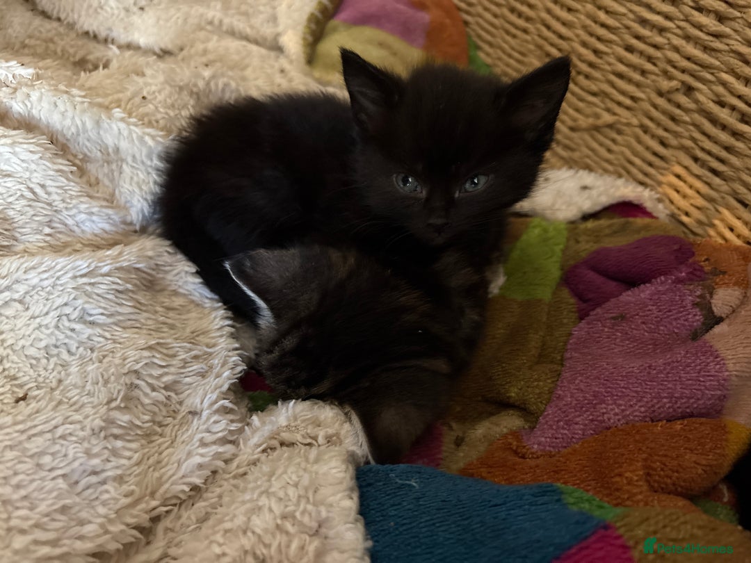 Mixed Breed cats for sale: 1 Ginger male and 1 black female remaining  - Image 9