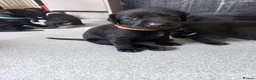 Mixed Breed dogs for sale: Doberdor puppies!!! - Advert 6
