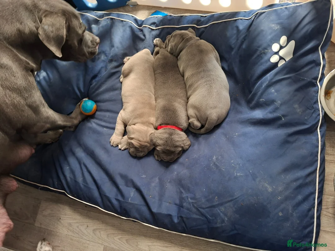 Cane Corso dogs for sale: Amazing ICCF Cane Corso Puppies - Advert 10