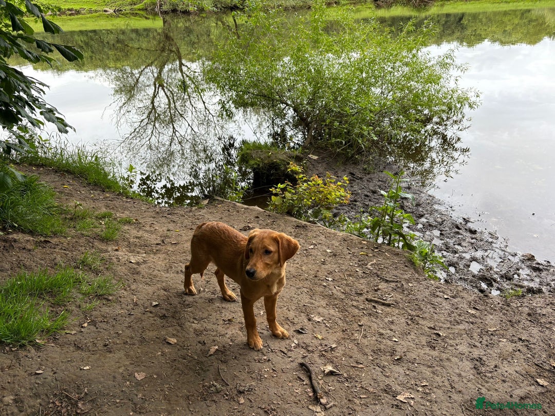 Goldador dogs for sale: 6 Month Old Red - House and Crate Trained  - Image 2