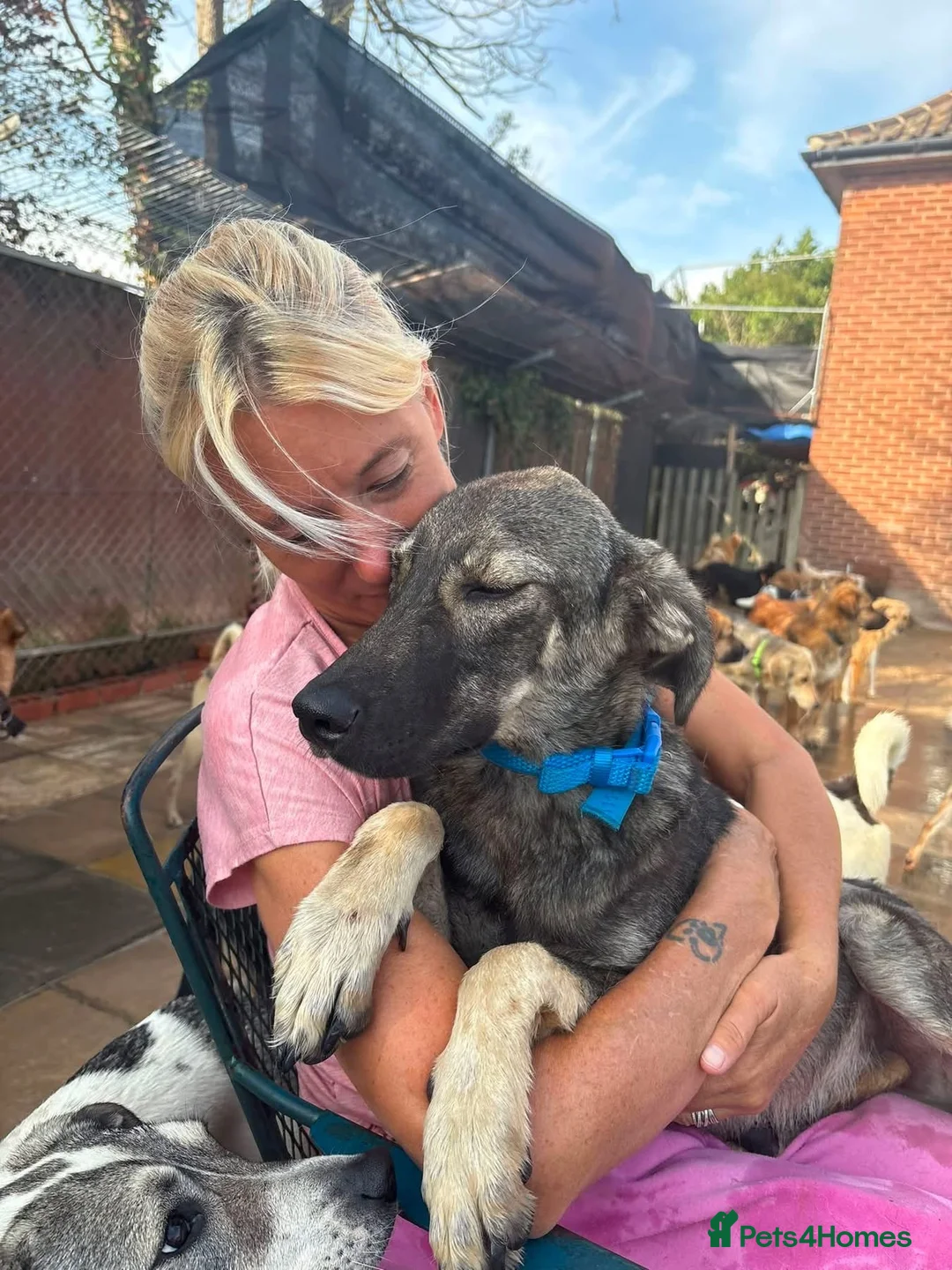 Mixed Breed dogs for adoption: Kyron - Norwich Norfolk  - Advert 2