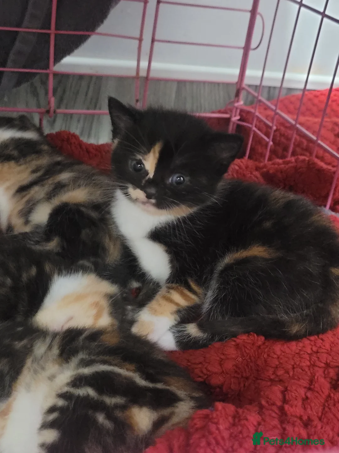Mixed Breed cats for sale: 3 mixed coloured kittens available  - Advert 10
