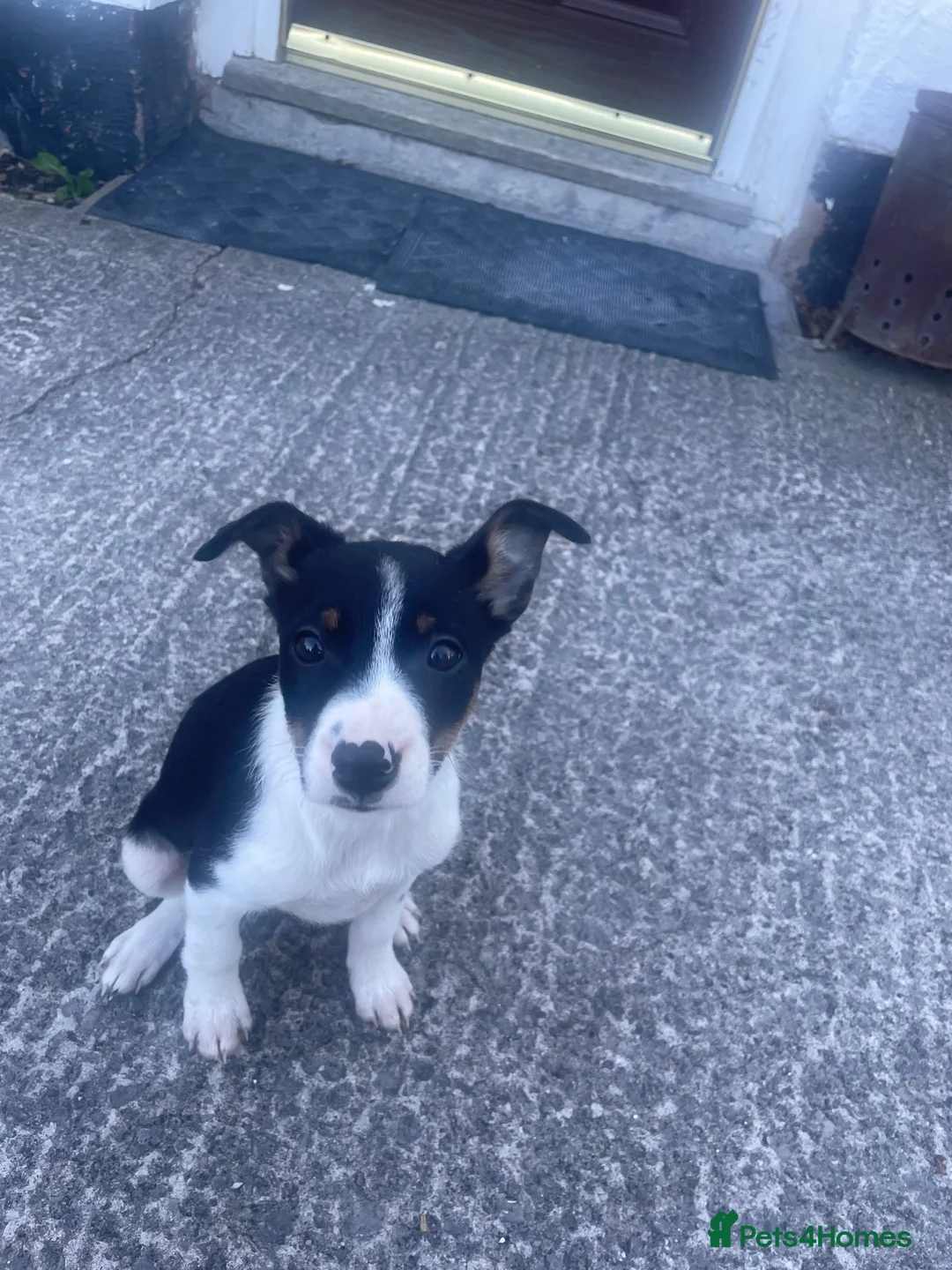 Border Collie dogs for sale: Border collie puppy  in Saint Asaph - Advert 3