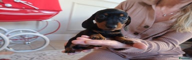 Dachshund Puppy 2