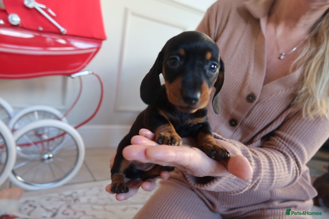 Dachshund dogs for sale: Dachshund puppy’s  - Advert 17