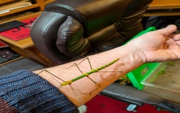 Stick Insects invertebrates for sale: Stick Insects & Mantis - Image 10