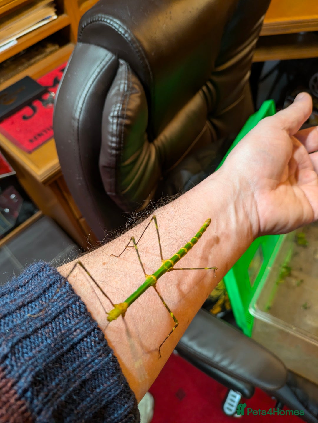 Stick Insects invertebrates for sale: Stick Insects & Mantis - Image 10
