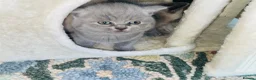 British Shorthair cats for sale: Chunky GCCF British shorthair  - Advert 5
