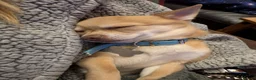 Chihuahua dogs for stud: Beautiful Male Chihuahua for stud - Advert 8