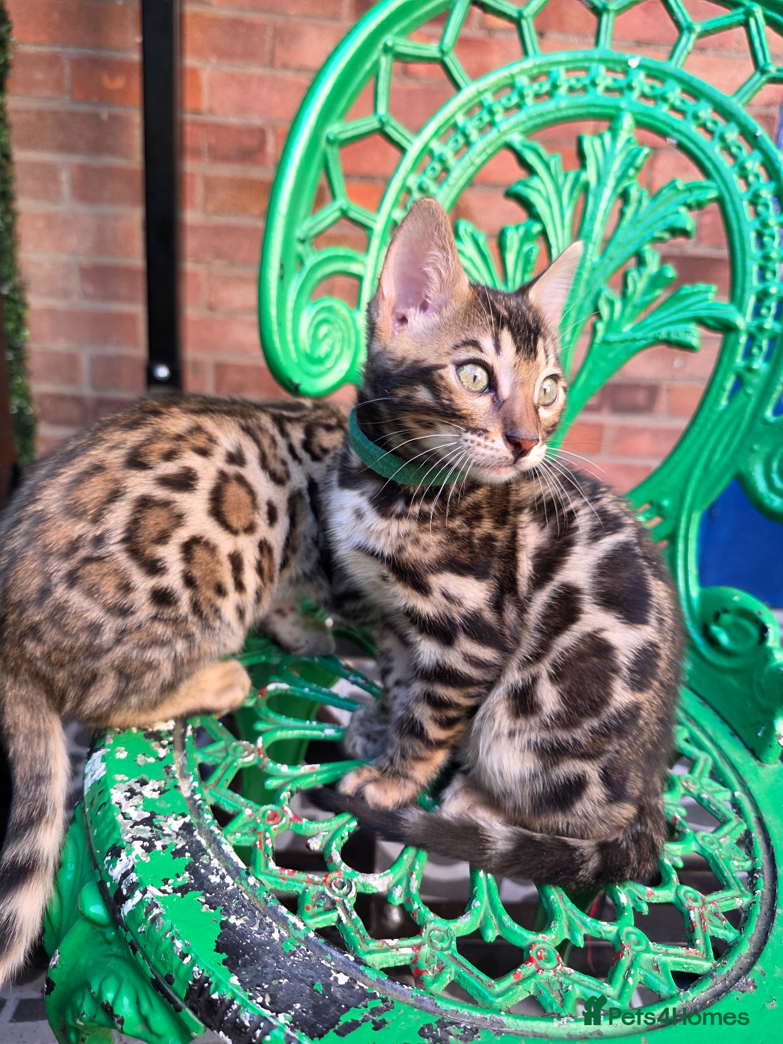 Bengal cats Pure Pedigree Bengal Kittens – 3 Boys, 2 Girls - Advert 9