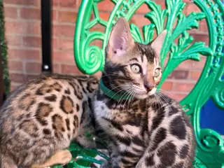 Bengal cats Pure Pedigree Bengal Kittens – 3 Boys, 2 Girls - Advert 1