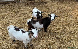 Goats livestock for sale: 3 Pygmy Nannie goats for sale  - Image 1