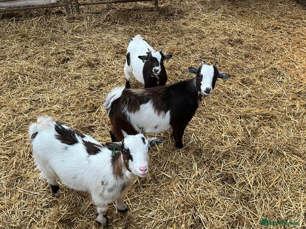 Goats livestock - Advert 1