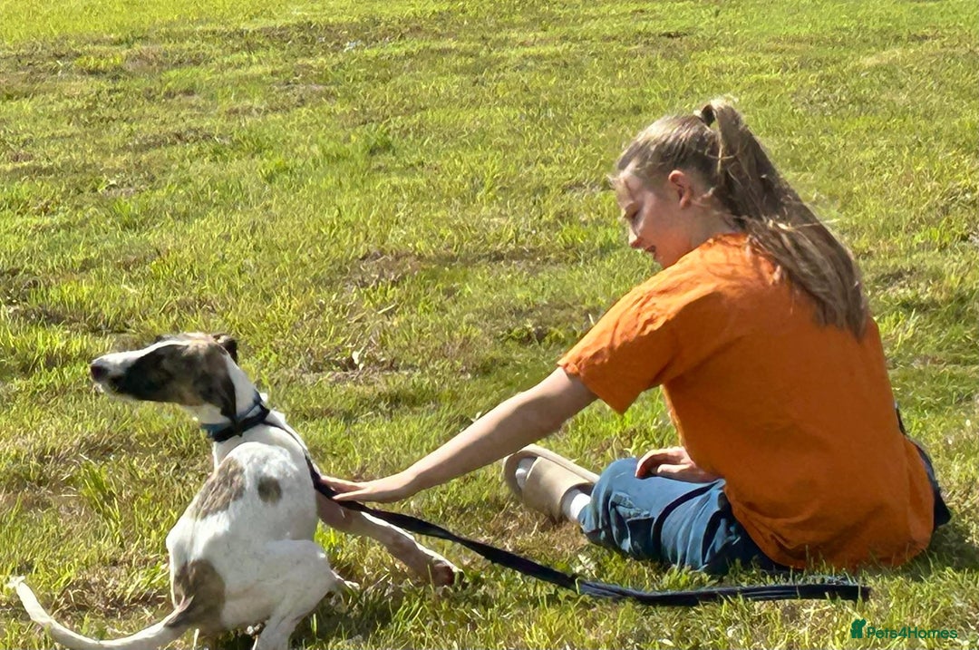 Mixed Breed dogs for adoption: Donut - Norwich Norfolk  - Image 11